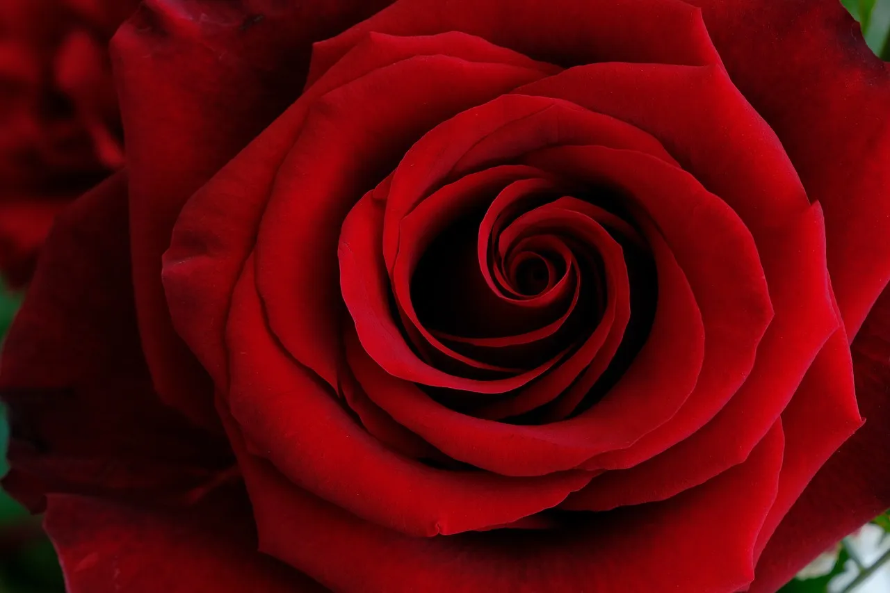 La rose éternelle pour une touche de douceur dans votre intérieur de maison