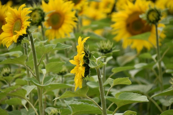 Cultiver des tournesols et d’autres plantes pour nourrir les oiseaux en hiver
