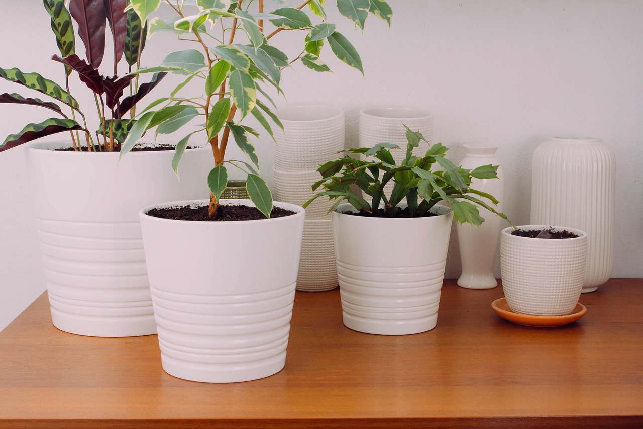 Décoration d’intérieur : conseils pratiques pour choisir ses plantes exotiques