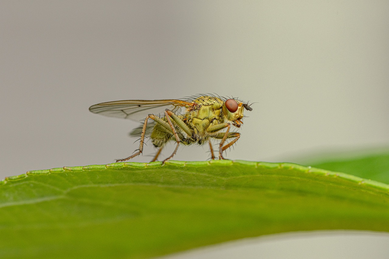 5 astuces infaillibles pour chasser les moucherons de vos plantes d’intérieur