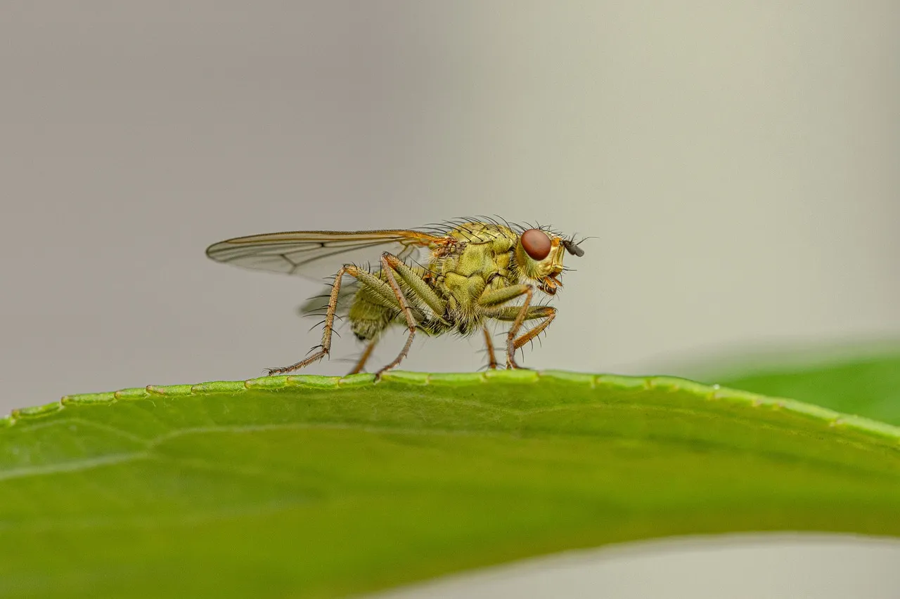 5 astuces infaillibles pour chasser les moucherons de vos plantes d’intérieur
