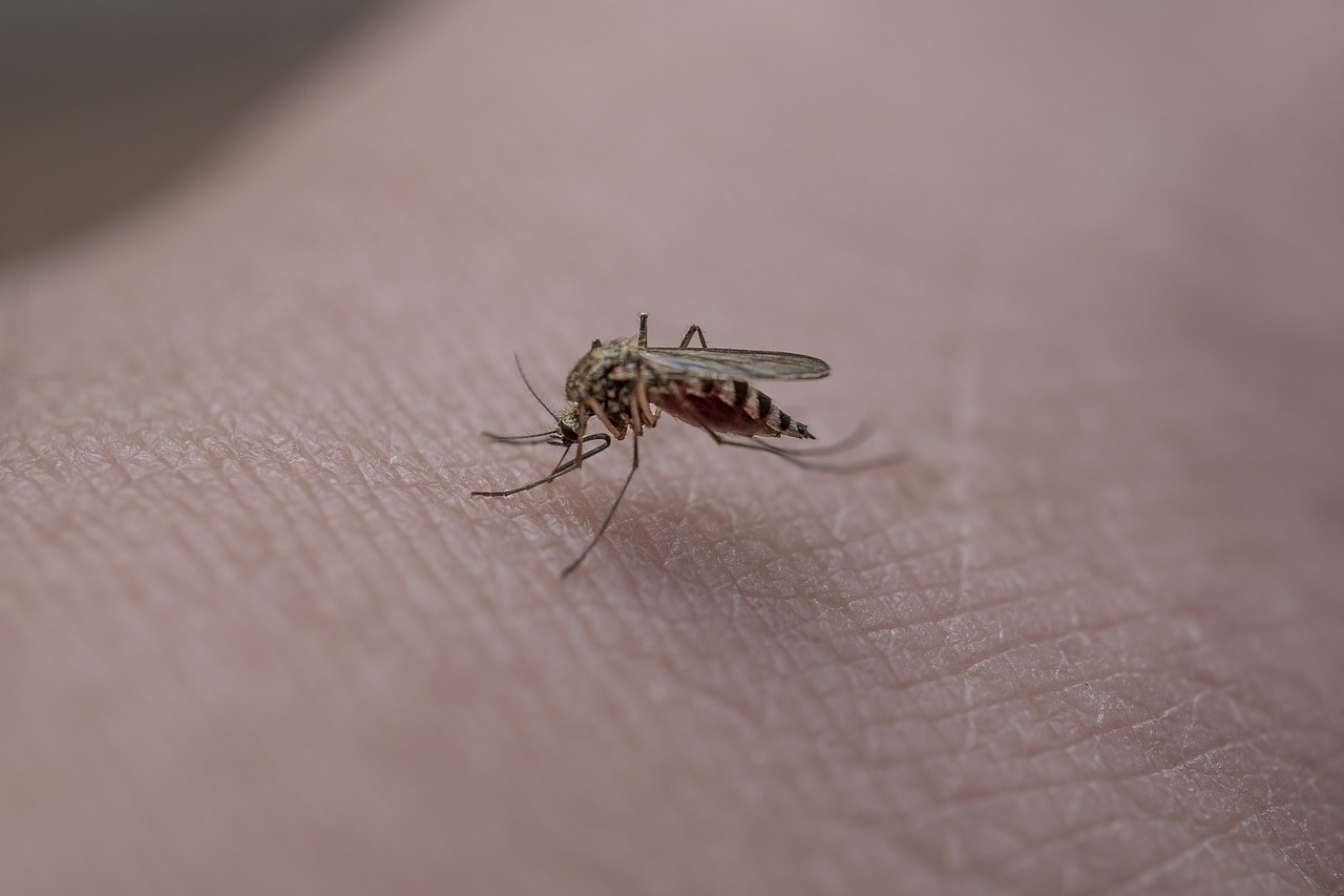 Comment le géranium peut vous aider à chasser les moustiques de votre maison ?