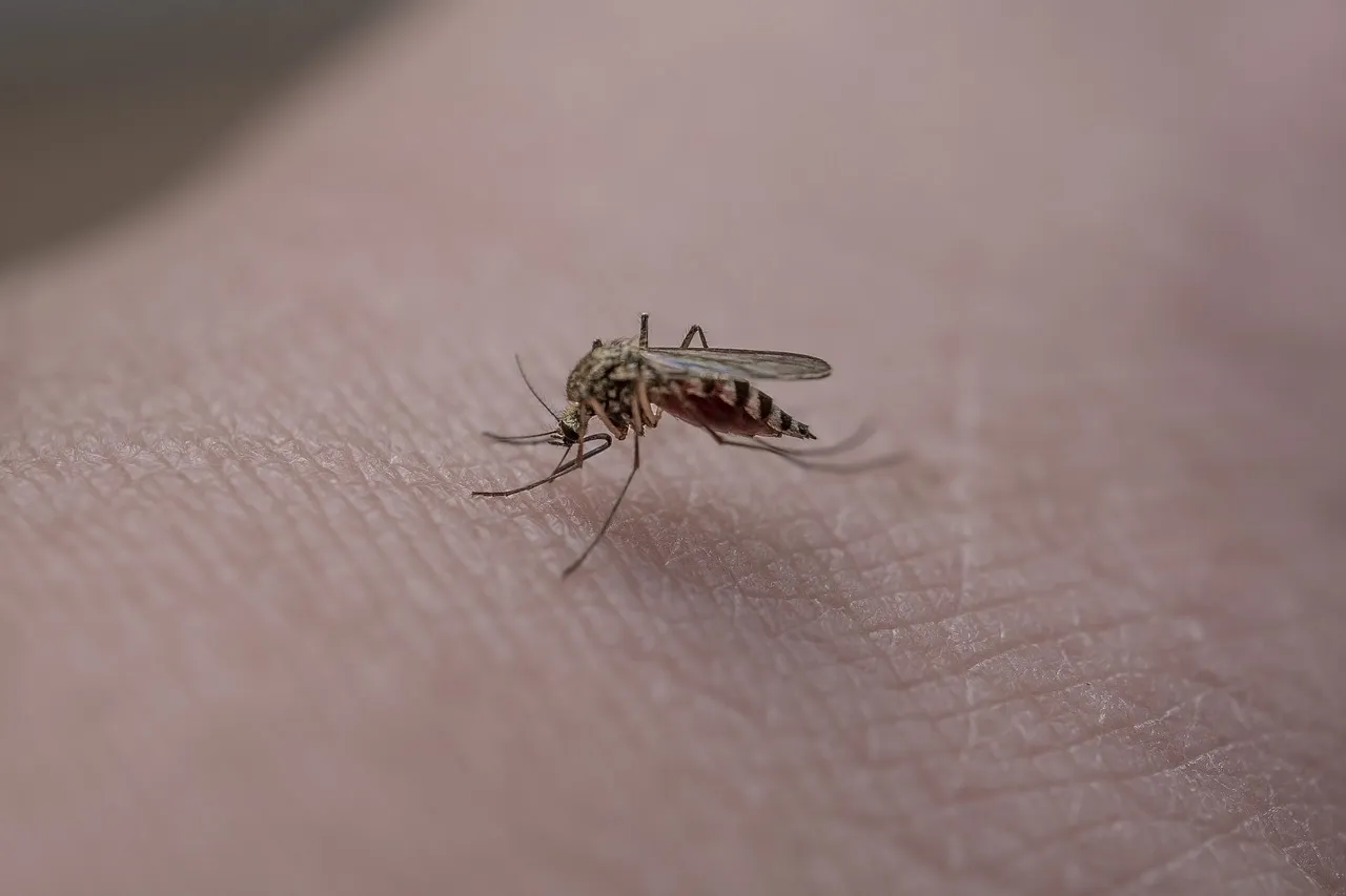Comment le géranium peut vous aider à chasser les moustiques de votre maison ?