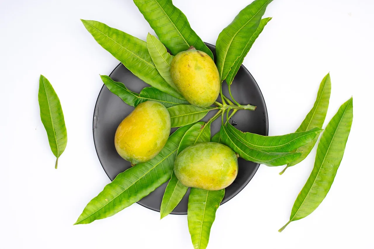 Comment transformer un simple noyau de mangue en un arbre fruitier chez vous ?