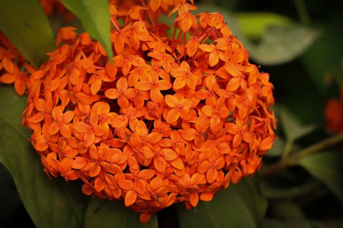 Les meilleures plantes d’intérieur colorées pour donner du style à votre maison