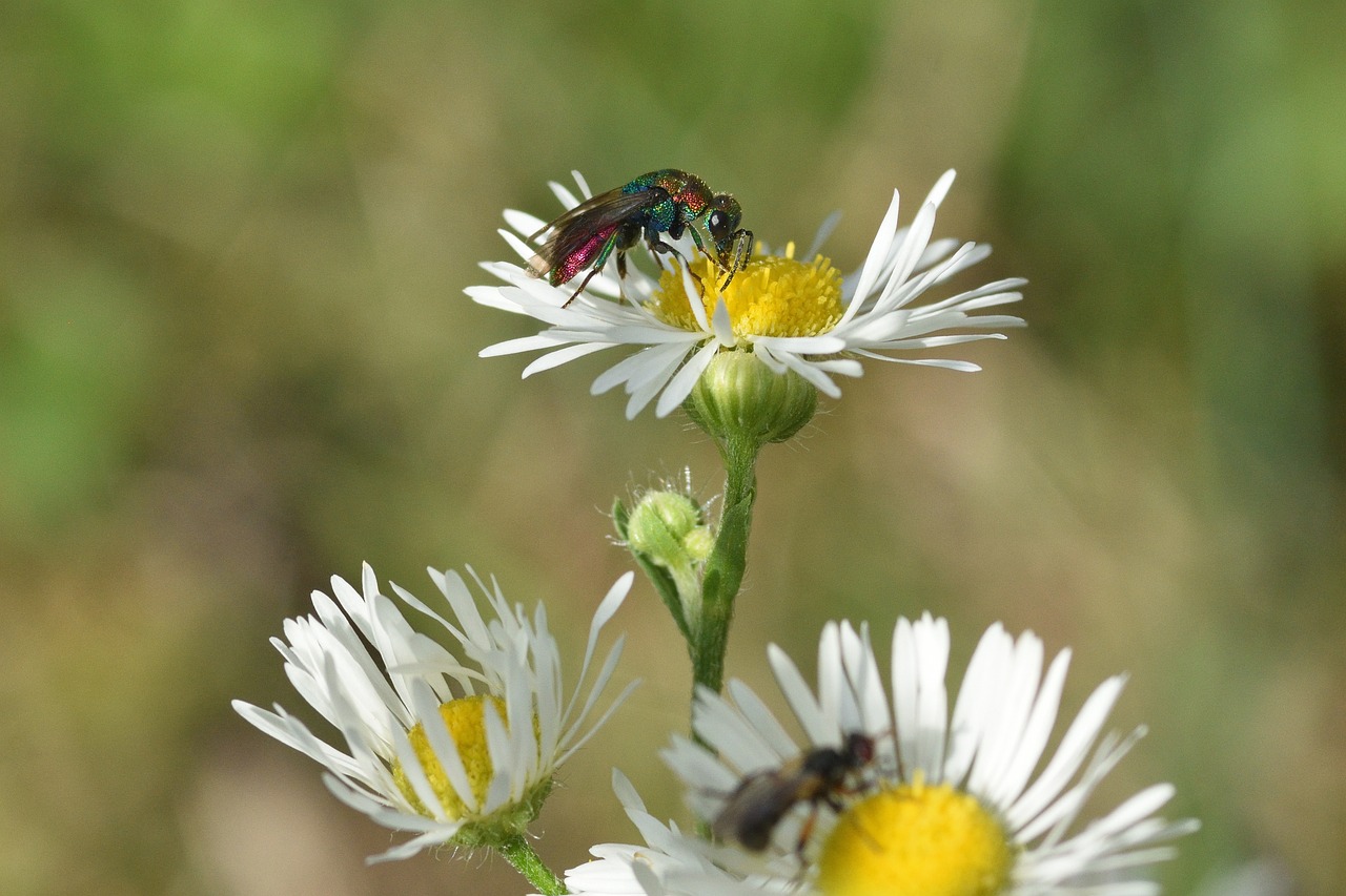 Comment se débarrasser des moucherons qui envahissent vos plantes d’intérieur ?