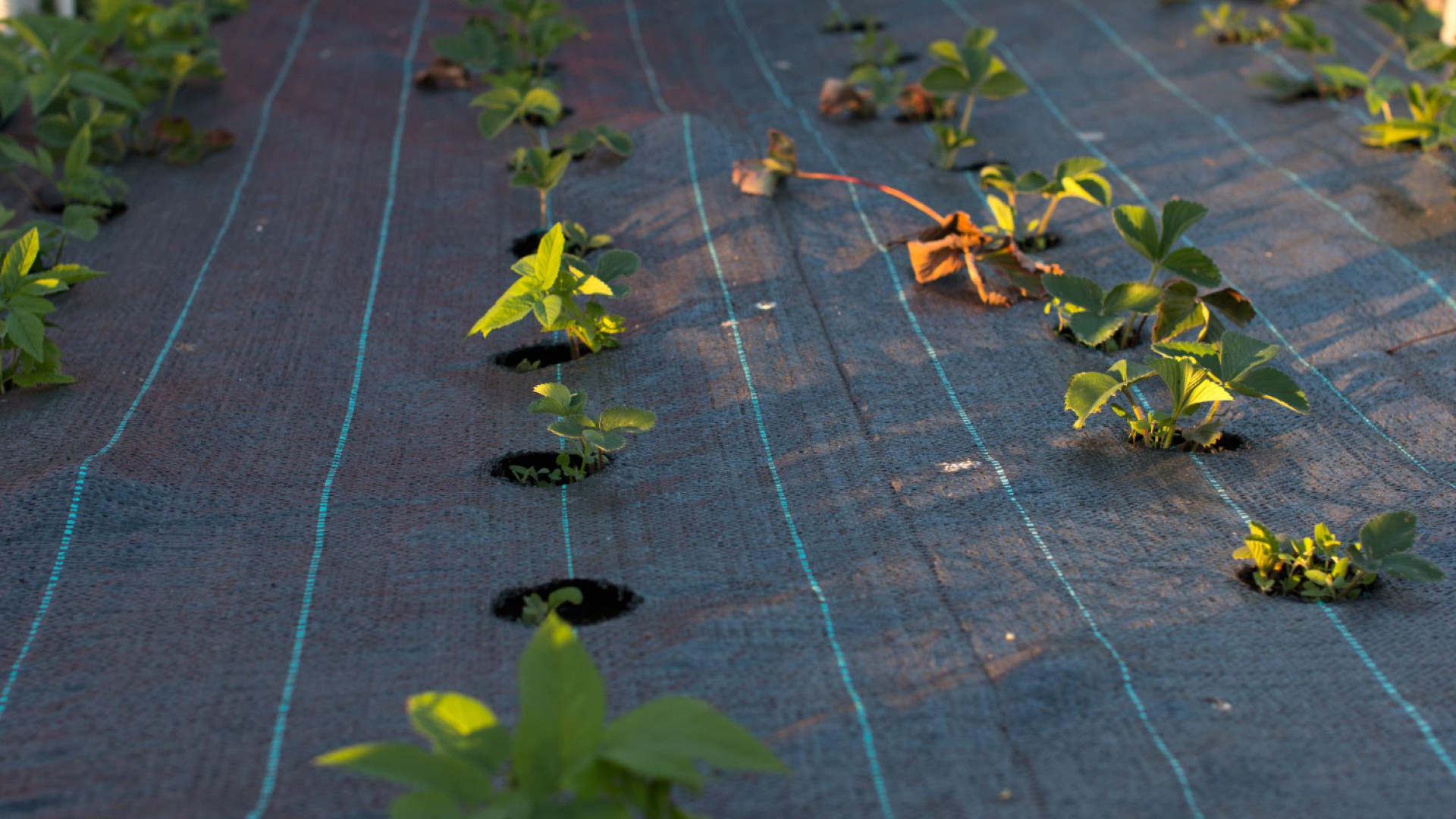 Une solution écologique pour protéger votre sol : découvrez la toile de paillage