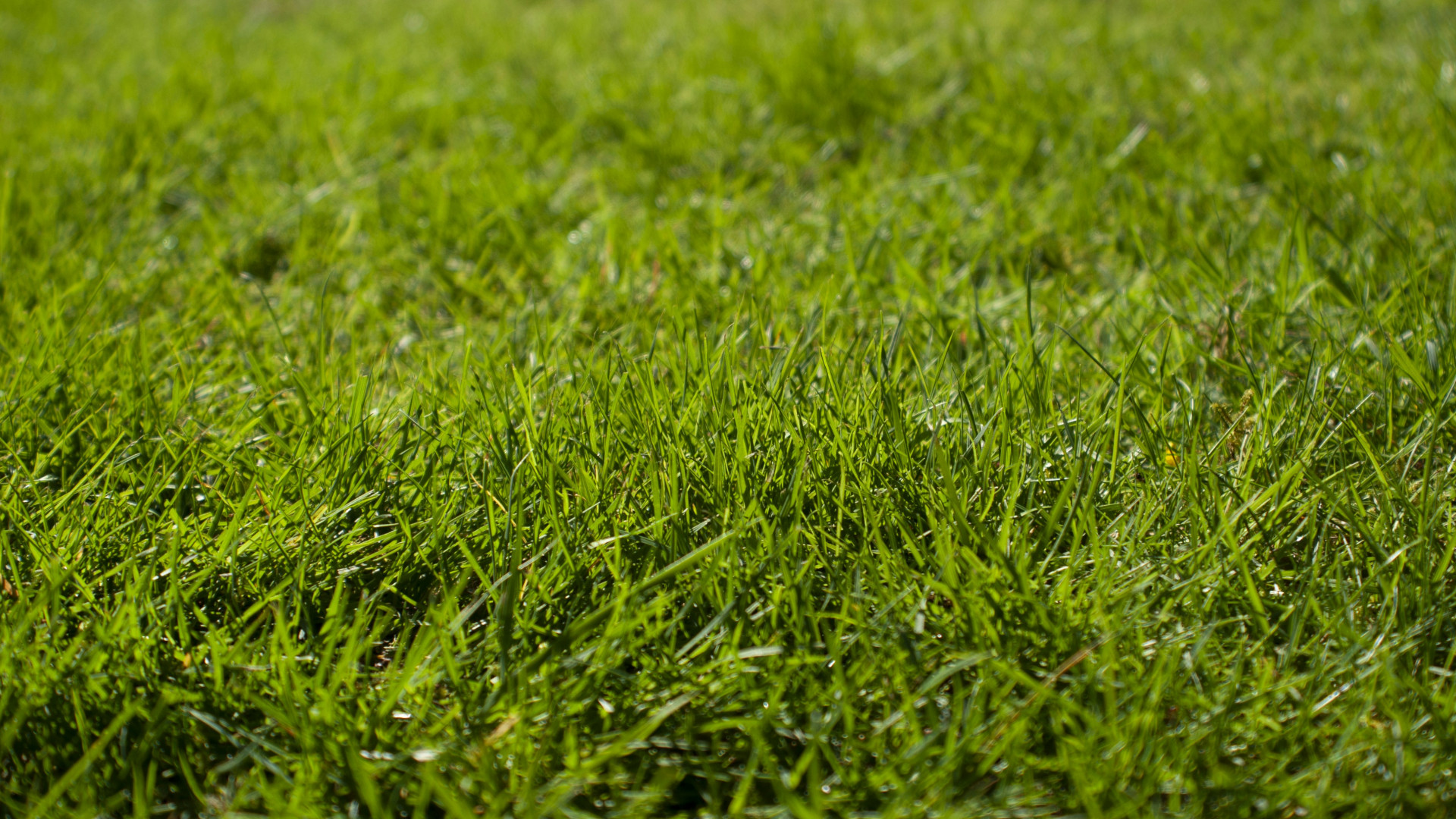 Vente flash de gazon synthétique : un gazon artificiel de qualité sans se ruiner !