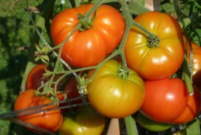 Commencer_un_jardin_potager