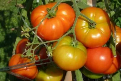 Commencer_un_jardin_potager