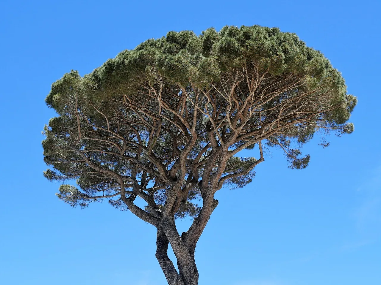Transformez votre jardin en paradis grâce à ces 5 arbres en pot ou pleine terre