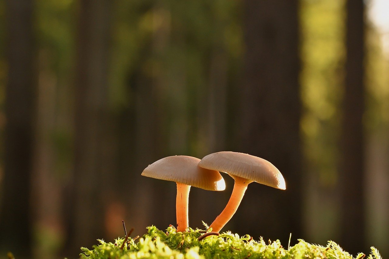 Cultiver ses propres champignons comestibles : le guide ultime pour votre maison