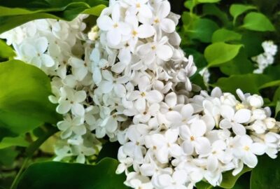 Guide_des_fleurs_comestibles
