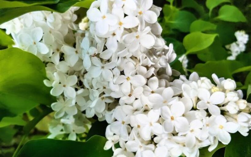 Guide_des_fleurs_comestibles