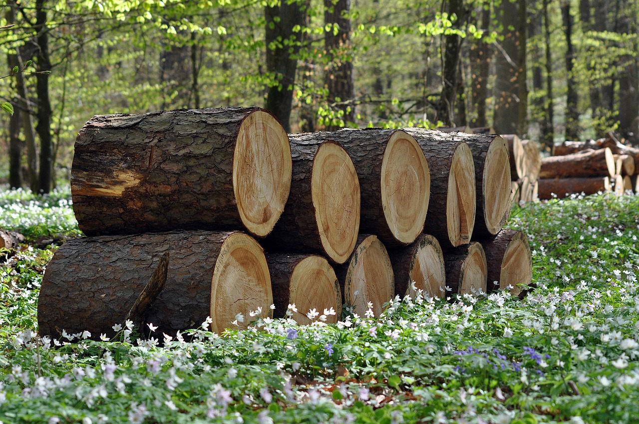 Construire avec authenticité : mettez en lumière le bois du Nord dans vos projets