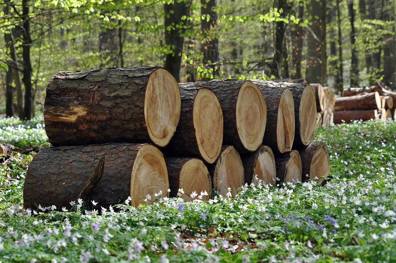 Construire avec authenticité : mettez en lumière le bois du Nord dans vos projets