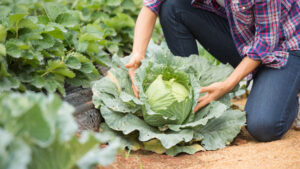 Cultiver un potager, bon pour votre santé, votre bien-être et vos économies !