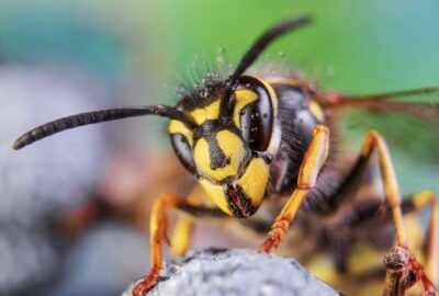 hornet with honey, bee and honey