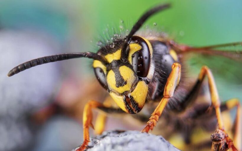 hornet with honey, bee and honey