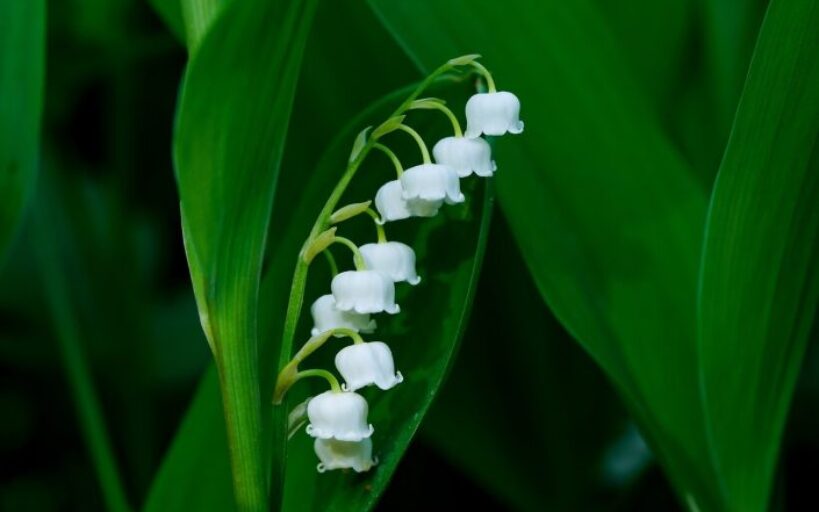 Mon_top_10_des_plantes_parfumées