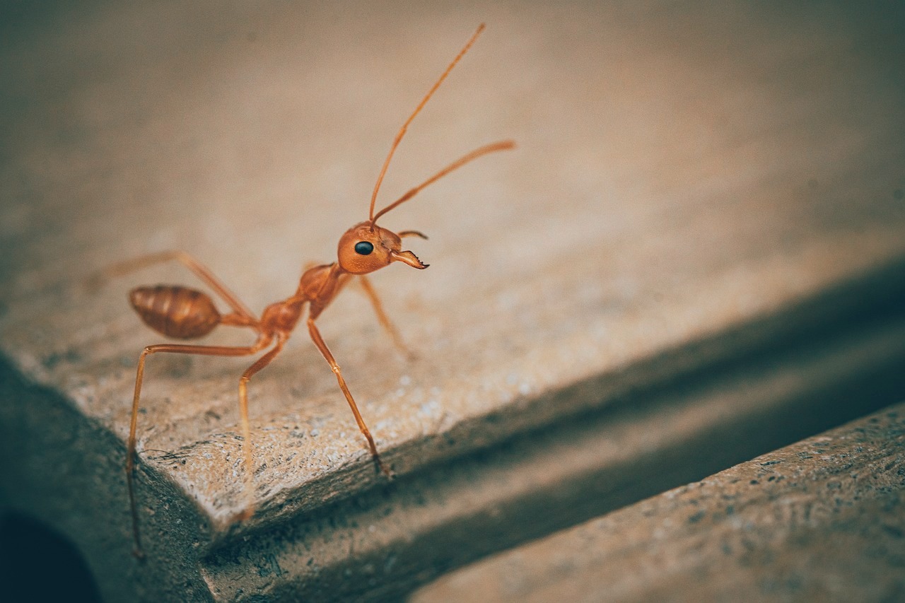 Huiles essentielles pour les fourmis : Comment se débarrasser des fourmis naturellement ?