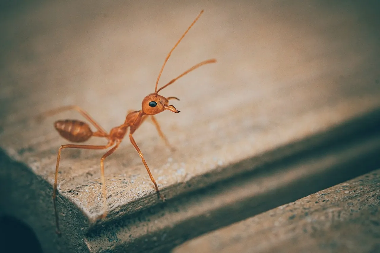 Huiles essentielles pour les fourmis : Comment se débarrasser des fourmis naturellement ?