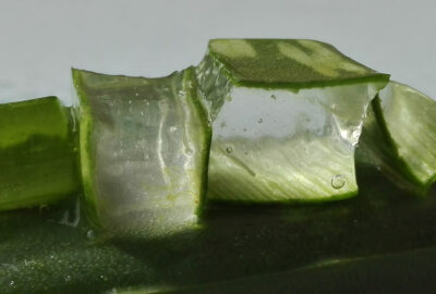 Bouture_aloe_vera_:_comment_procéder_?