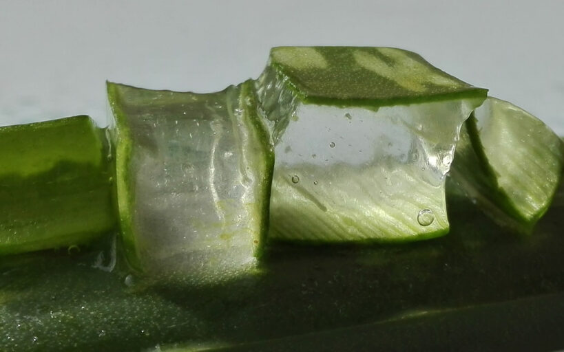 Bouture_aloe_vera_:_comment_procéder_?