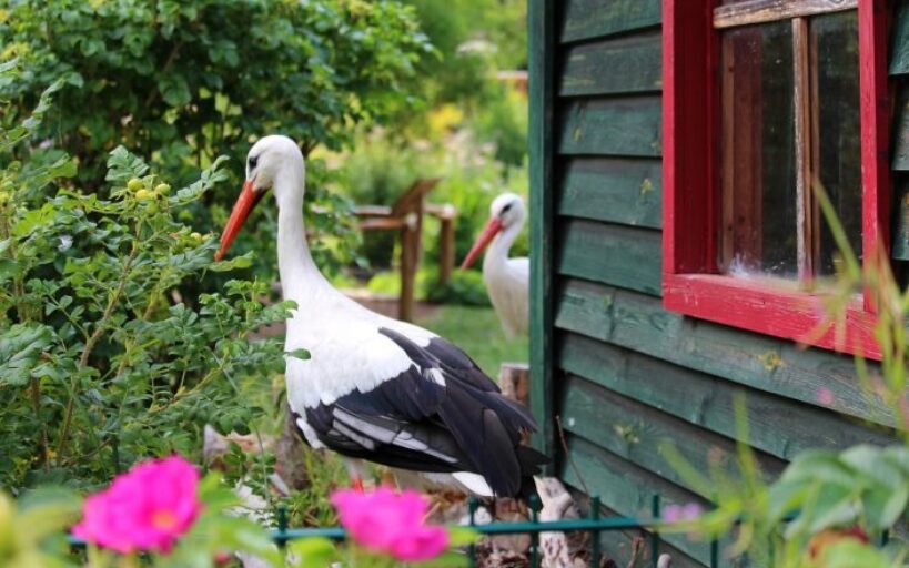 Quelle_peinture_pour_son_abri_de_jardin?