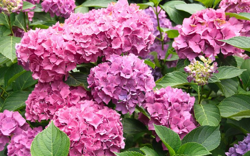 Quelles_plantes_choisir_pour_votre_jardin_?