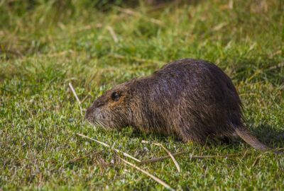 piege_a_rat_:_comment_se_débarrasser_des_rats_?