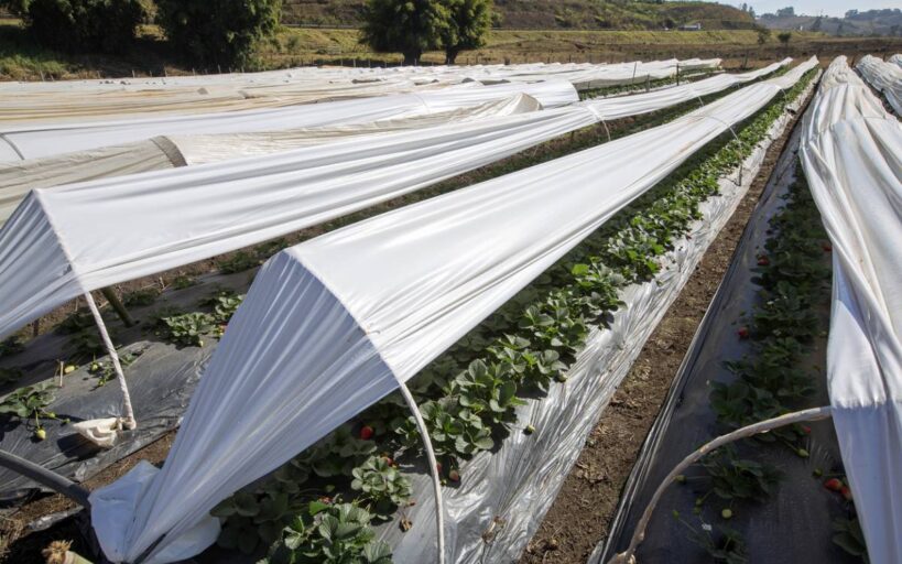Toile de paillage : les bonnes pratiques