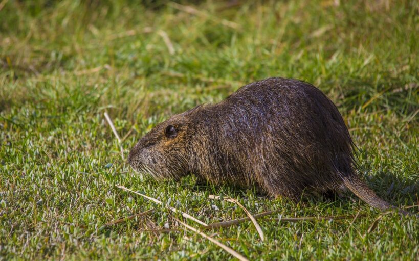 piege_a_rat_:_comment_se_débarrasser_des_rats_?