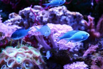 visuel-comment-amenager-un-aquarium-d-eau-salee.jpg