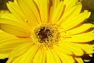 Couleurs_de_peinture_jaune_vif_pour_votre_maison