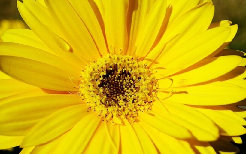 Couleurs_de_peinture_jaune_vif_pour_votre_maison
