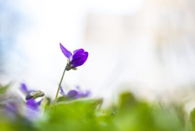 Comment_rempoter_une_plante_:_la_meilleure_technique