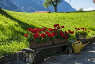 Aménagement_jardin_:_l_importance_pour_votre_éxtérieur