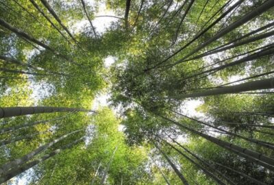 Le_bambou:_un_matériau_tendance_aux_multiples_qualités
