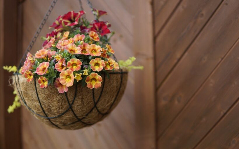Transformez_votre_terrasse_avec_des_pots_de_cocotiers