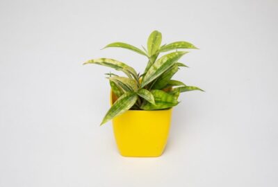 les_meilleures_plantes_d_intérieur_pour_un_petit_espace