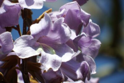 Les_avantages_écologiques_d_avoir_un_Paulownia_chez_soi