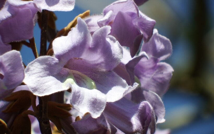 Les_avantages_écologiques_d_avoir_un_Paulownia_chez_soi