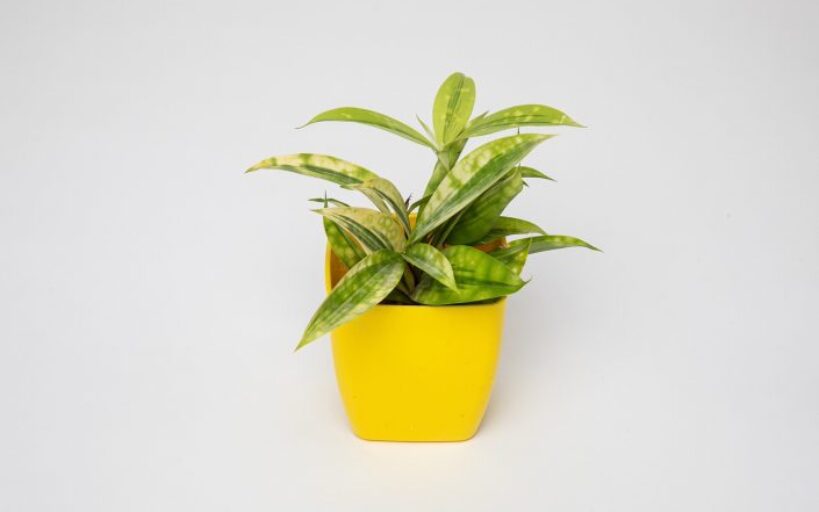les_meilleures_plantes_d_intérieur_pour_un_petit_espace