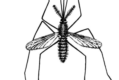 Comment_fabriquer_un_répulsif_naturel_contre_les_moustiques