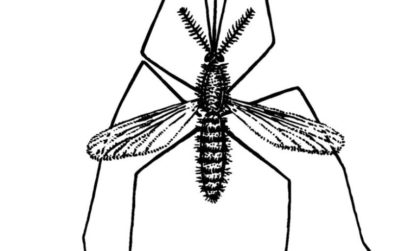 Comment_fabriquer_un_répulsif_naturel_contre_les_moustiques