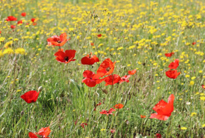 Plantes_vivaces_fleuries_toute_l_année_:_voici_comment_choisir