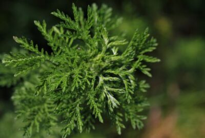 Apprenez_à_éloigner_naturellement_les_acariens_de_votre_maison