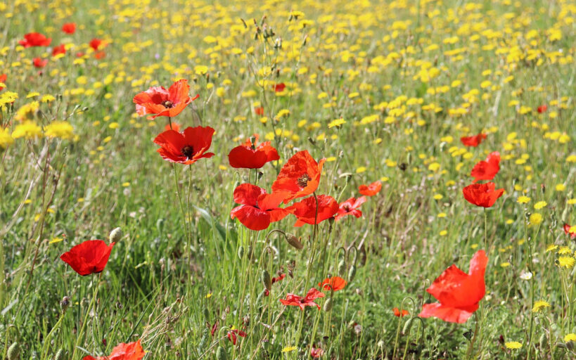 Plantes_vivaces_fleuries_toute_l_année_:_voici_comment_choisir