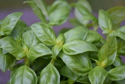 12_variétés_de_plantes_à_semer_en_Mars_pour_une_maison_épanouie